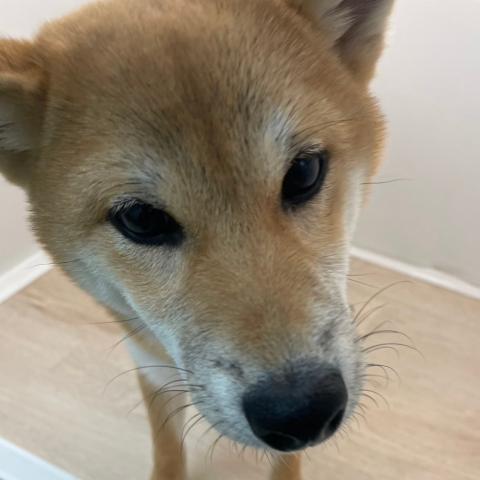 石川県の柴犬(標準サイズ) (ペットアミ 津幡店/2025年7月13日生まれ/男の子/レッド)の子犬の4枚目の画像