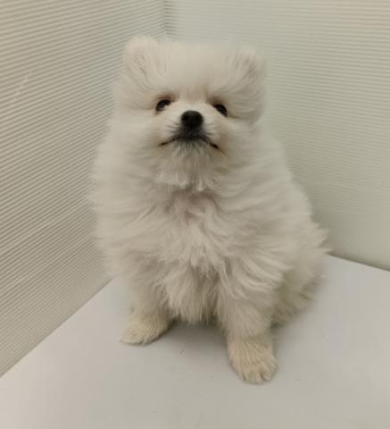 秋田県のポメラニアン (ペットアミ 本荘インター店/2025年11月20日生まれ/男の子/ホワイト)の子犬の2枚目の画像