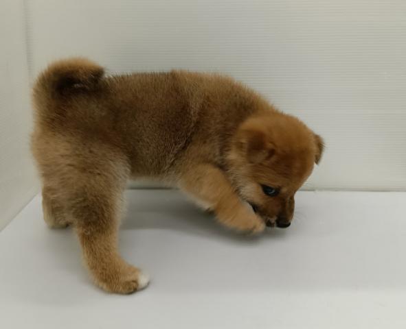 秋田県の柴犬(標準サイズ) (ペットアミ 本荘インター店/2025年11月22日生まれ/男の子/赤)の子犬の4枚目の画像