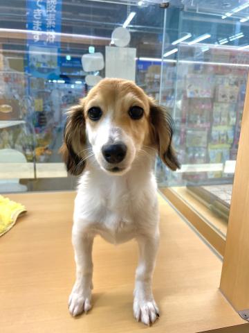 新潟県のハーフ犬・ミックス犬 (ペットアミ 柏崎店/2026年8月19日生まれ/男の子/ホワイトブラウン)の子犬の2枚目の画像