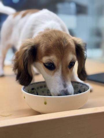 新潟県のハーフ犬・ミックス犬 (ペットアミ 柏崎店/2026年8月19日生まれ/男の子/ホワイトブラウン)の子犬の3枚目の画像