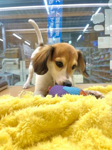 新潟県のハーフ犬・ミックス犬 (ペットアミ 柏崎店/2026年8月19日生まれ/男の子/ホワイトブラウン)の子犬の4枚目の画像