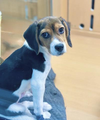 新潟県のビーグル (ペットアミ 柏崎店/2026年9月13日生まれ/男の子/ブラックホワイトタン)の子犬の2枚目の画像