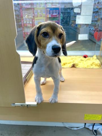 新潟県のビーグル (ペットアミ 柏崎店/2026年9月13日生まれ/男の子/ブラックホワイトタン)の子犬の3枚目の画像