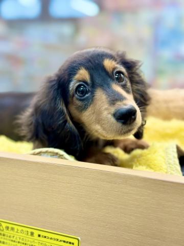 ミニチュアダックスフンド