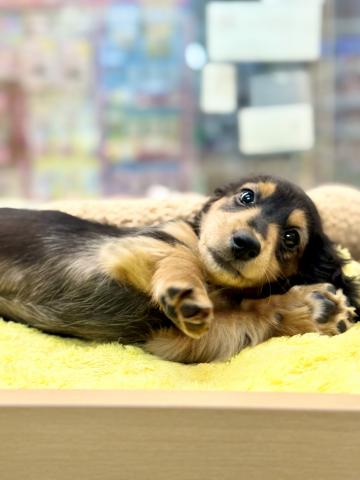 新潟県のミニチュアダックスフンド(ロング) (ペットアミ 柏崎店/2025年10月18日生まれ/男の子/ブラックタン)の子犬の2枚目の画像