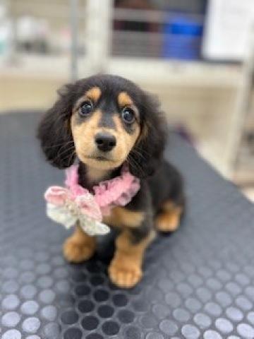 新潟県のミニチュアダックスフンド(ロング) (ペットアミ 柏崎店/2025年10月18日生まれ/男の子/ブラックタン)の子犬の4枚目の画像