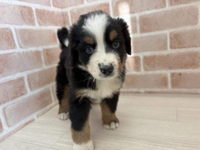 バーニーズマウンテンドッグ