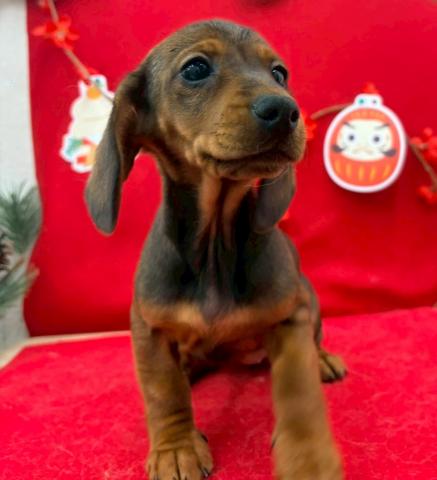 スタンダードダックスフンド