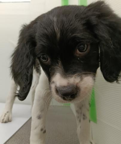 ブリタニースパニエル