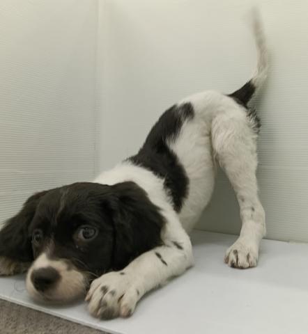 秋田県のブリタニースパニエル (ペットアミ 本荘インター店/2025年11月23日生まれ/女の子/ホワイトブラック)の子犬の2枚目の画像