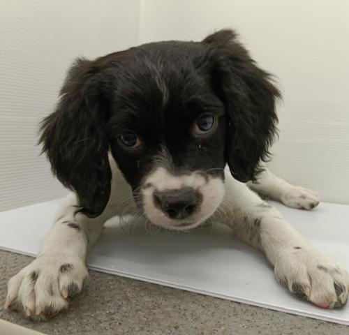 秋田県のブリタニースパニエル (ペットアミ 本荘インター店/2025年11月23日生まれ/女の子/ホワイトブラック)の子犬の3枚目の画像