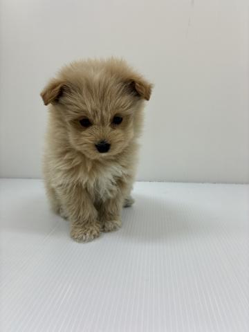 千葉県のハーフ犬・ミックス犬 (ペットアミ 館山店/2025年11月12日生まれ/男の子/クリーム)の子犬の2枚目の画像