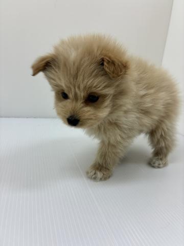 千葉県のハーフ犬・ミックス犬 (ペットアミ 館山店/2025年11月12日生まれ/男の子/クリーム)の子犬の3枚目の画像