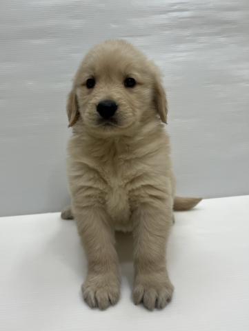 ゴールデンレトリーバー