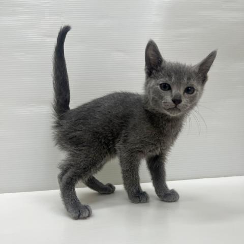 和歌山県のロシアンブルー (ペットアミ 岩出店/2025年9月19日生まれ/男の子/ブルー)の子猫の3枚目の画像