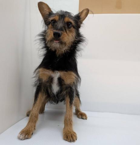 長野県のハーフ犬・ミックス犬 (ペットアミ 中野店/2025年6月8日生まれ/男の子/その他色)の子犬