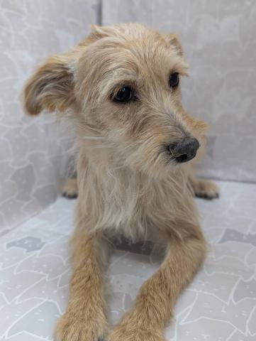 ポメラニアン✕トイプードル