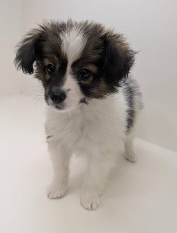 奈良県のパピヨン (ペットアミ 田原本店/2025年11月7日生まれ/男の子/ホワイトブラウン)の子犬の1枚目の画像