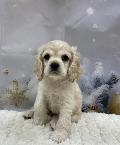 新潟県のアメリカンコッカースパニエル (ペットアミ 十日町店/2025年11月16日生まれ/女の子/バフ)の子犬