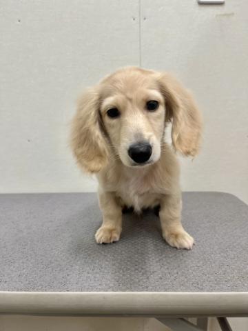 新潟県のミニチュアダックスフンド(ロング) (ペットアミ 小千谷店/2025年10月4日生まれ/男の子/イエロー)の子犬の2枚目の画像