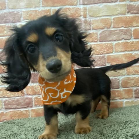 石川県のミニチュアダックスフンド(ロング) (ペットアミ 津幡店/2025年11月1日生まれ/女の子/ブラックタン)の子犬の1枚目の画像