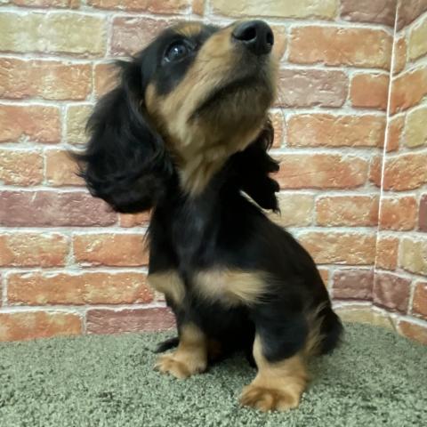 石川県のミニチュアダックスフンド(ロング) (ペットアミ 津幡店/2025年11月1日生まれ/女の子/ブラックタン)の子犬の3枚目の画像