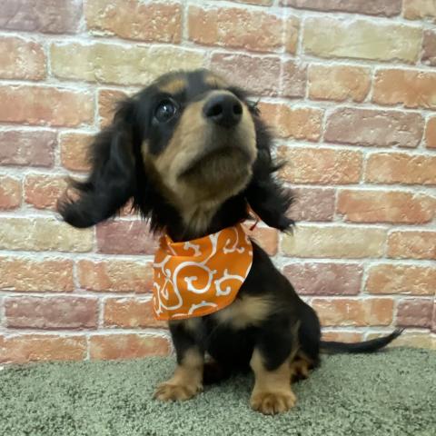 石川県のミニチュアダックスフンド(ロング) (ペットアミ 津幡店/2025年11月1日生まれ/女の子/ブラックタン)の子犬の4枚目の画像