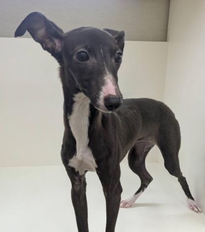 奈良県のイタリアングレーハウンド (ペットアミ 田原本店/2025年8月21日生まれ/女の子/シールホワイト)の子犬の2枚目の画像