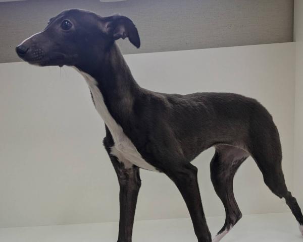 奈良県のイタリアングレーハウンド (ペットアミ 田原本店/2025年8月21日生まれ/女の子/シールホワイト)の子犬の3枚目の画像