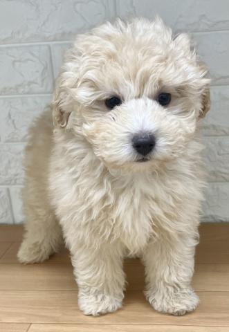 新潟県のハーフ犬・ミックス犬 (ペットアミ 小千谷店/2025年11月10日生まれ/男の子/クリーム)の子犬