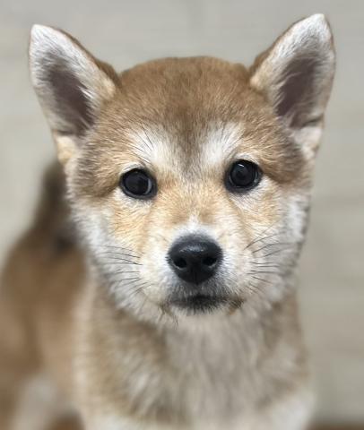 新潟県の柴犬(標準サイズ) (ペットアミ 小千谷店/2025年11月1日生まれ/女の子/レッド)の子犬