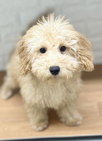 新潟県のトイプードル(トイ) (ペットアミ 小千谷店/2025年9月5日生まれ/男の子/アプリコット)の子犬