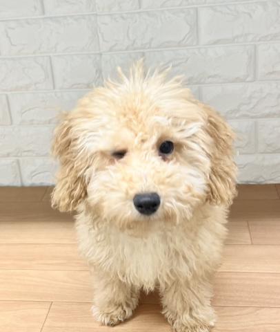 新潟県のトイプードル(トイ) (ペットアミ 小千谷店/2025年9月5日生まれ/男の子/アプリコット)の子犬の2枚目の画像