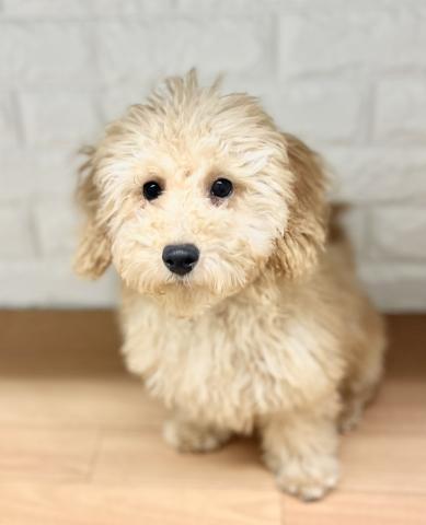 新潟県のトイプードル(トイ) (ペットアミ 小千谷店/2025年9月5日生まれ/男の子/アプリコット)の子犬の3枚目の画像