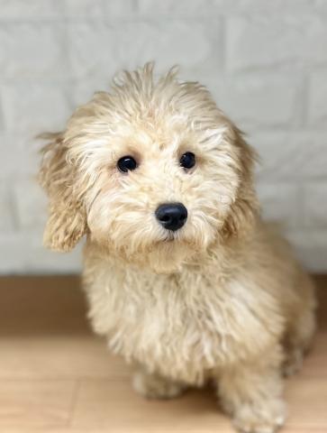 新潟県のトイプードル(トイ) (ペットアミ 小千谷店/2025年9月5日生まれ/男の子/アプリコット)の子犬の4枚目の画像