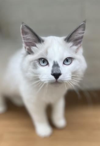 新潟県のラグドール (ペットアミ 小千谷店/2025年9月5日生まれ/男の子/ブルーポイントバイカラー)の子猫の2枚目の画像