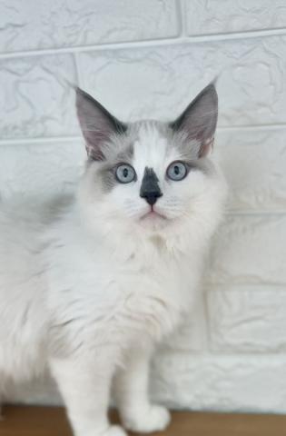 新潟県のラグドール (ペットアミ 小千谷店/2025年9月5日生まれ/男の子/ブルーポイントバイカラー)の子猫の4枚目の画像
