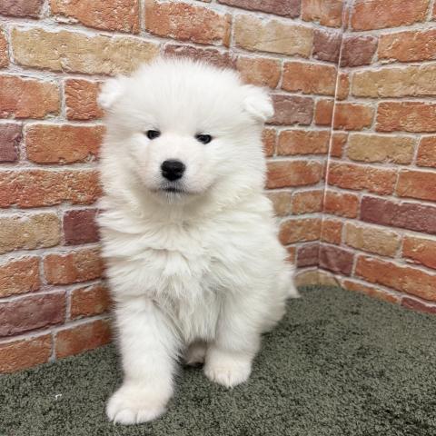 石川県のサモエド (ペットアミ 津幡店/2025年11月19日生まれ/女の子/ホワイト)の子犬の2枚目の画像