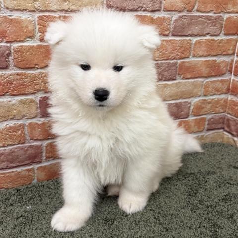 石川県のサモエド (ペットアミ 津幡店/2025年11月19日生まれ/女の子/ホワイト)の子犬の3枚目の画像