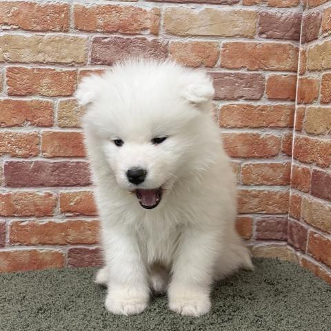 石川県のサモエド (ペットアミ 津幡店/2025年11月19日生まれ/女の子/ホワイト)の子犬の4枚目の画像