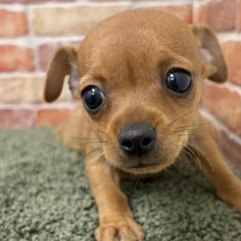 石川県のMIXチワワ×ミニピン (ペットアミ 津幡店/2025年11月22日生まれ/女の子/レッド)の子犬の2枚目の画像