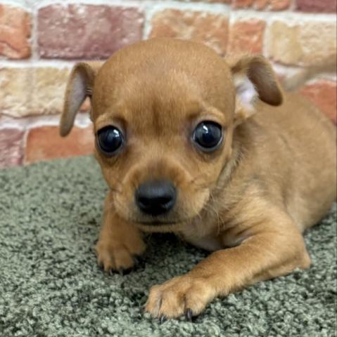 石川県のMIXチワワ×ミニピン (ペットアミ 津幡店/2025年11月22日生まれ/女の子/レッド)の子犬の3枚目の画像