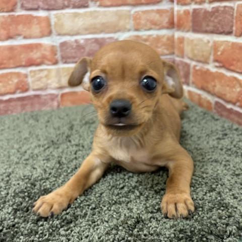 石川県のMIXチワワ×ミニピン (ペットアミ 津幡店/2025年11月22日生まれ/女の子/レッド)の子犬の4枚目の画像