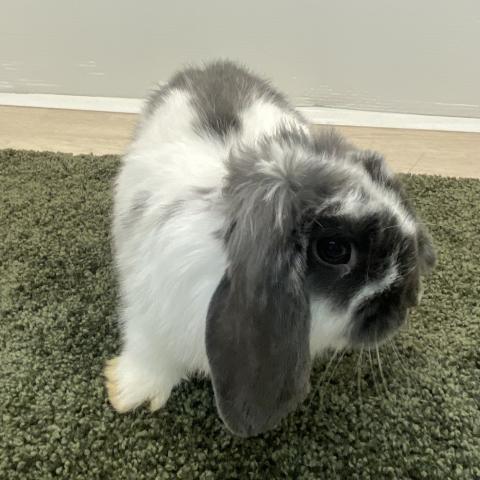 ホーランドロップ