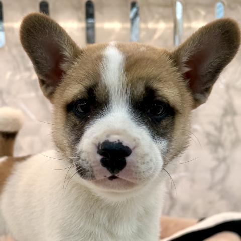 埼玉県のMIX柴犬×フレンチブルドッグ (NICO PET 三郷店/2025年11月28日生まれ/男の子/ホワイトレッド)の子犬の1枚目の画像