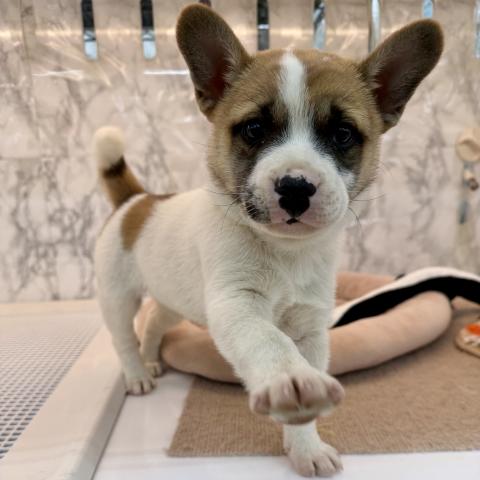 埼玉県のMIX柴犬×フレンチブルドッグ (NICO PET 三郷店/2025年11月28日生まれ/男の子/ホワイトレッド)の子犬の2枚目の画像