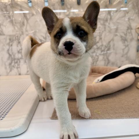 埼玉県のMIX柴犬×フレンチブルドッグ (NICO PET 三郷店/2025年11月28日生まれ/男の子/ホワイトレッド)の子犬の3枚目の画像