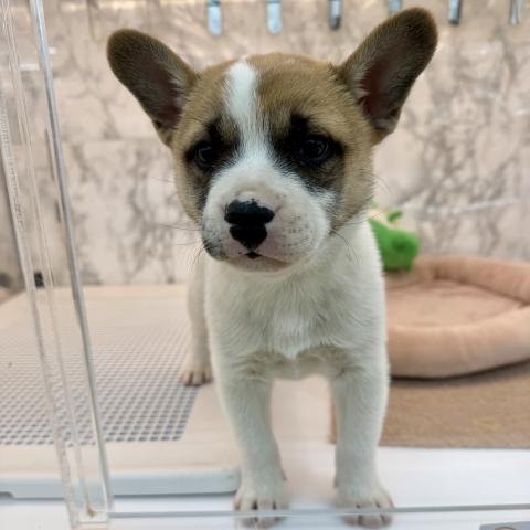 埼玉県のMIX柴犬×フレンチブルドッグ (NICO PET 三郷店/2025年11月28日生まれ/男の子/ホワイトレッド)の子犬の4枚目の画像