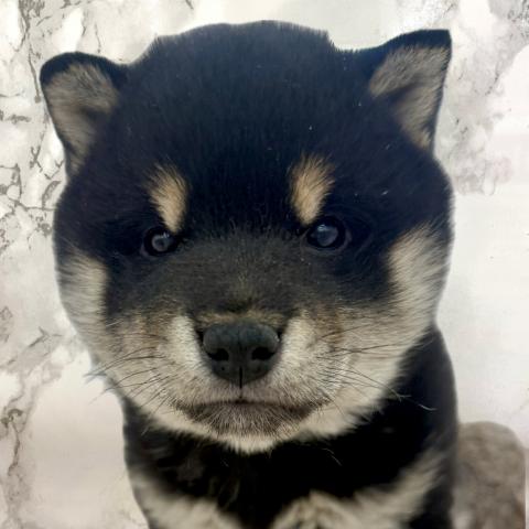 埼玉県の柴犬(標準サイズ) (NICO PET 三郷店/2025年11月25日生まれ/女の子/黒)の子犬の1枚目の画像